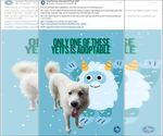 Small #22 Chow Chow-Great Pyrenees Mix