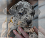 Small Photo #13 Great Dane Puppy For Sale in DANIELSON, CT, USA