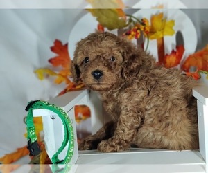 Poodle (Toy) Puppy for sale in W FIELD, NC, USA