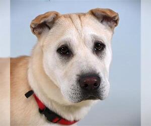 Sharberian Husky Dogs for adoption in Fort Collins, CO, USA