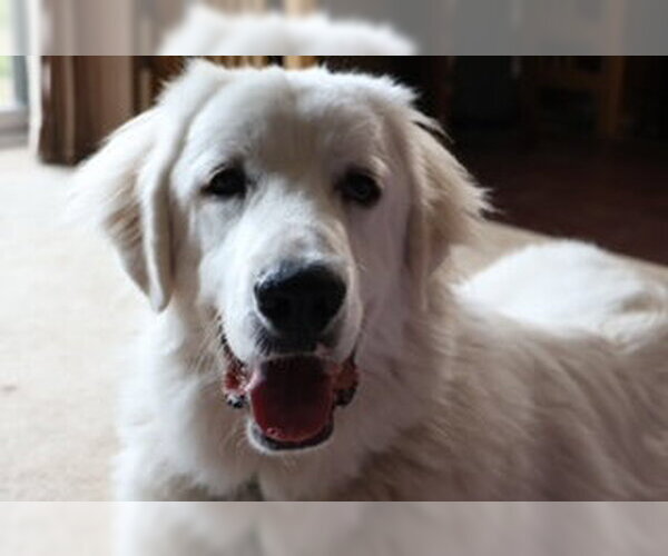 Medium Photo #6 Great Pyrenees Puppy For Sale in Spring, TX, USA