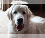 Small #5 Great Pyrenees