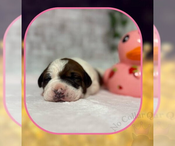 Medium Photo #3 Mutt Puppy For Sale in Jacksonville, NC, USA