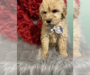 Goldendoodle-Poodle (Standard) Mix Puppy for sale in BEECH GROVE, IN, USA