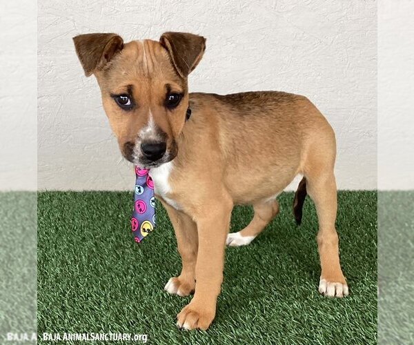 Medium Photo #3 Black Mouth Cur-Unknown Mix Puppy For Sale in San Diego, CA, USA