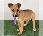 Small Photo #3 Black Mouth Cur-Unknown Mix Puppy For Sale in San Diego, CA, USA