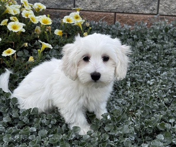 Medium Photo #7 Coton de Tulear Puppy For Sale in CANOGA, NY, USA