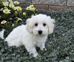 Small #6 Coton de Tulear