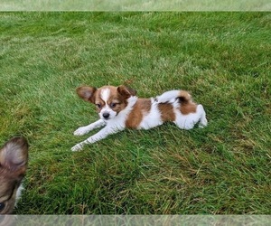 Papillon Puppy for sale in MILLERSBURG, OH, USA