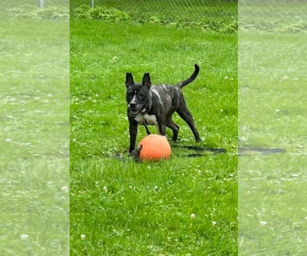 Medium Photo #3 American Pit Bull Terrier-Unknown Mix Puppy For Sale in Clarkston, MI, USA