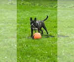 Small #2 American Pit Bull Terrier Mix