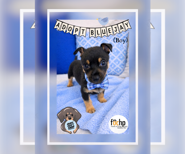 Medium Photo #1 Chihuahua Puppy For Sale in Menifee, CA, USA