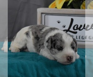 Sheepadoodle Puppy for sale in SUNBURY, PA, USA