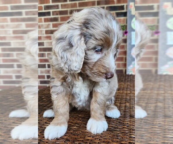 Medium Photo #3 Aussiedoodle Puppy For Sale in COLUMBIA, TN, USA