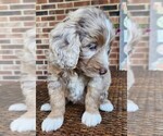 Small #2 Aussiedoodle