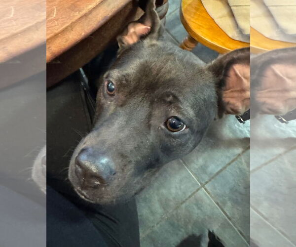 Medium Photo #2 American Pit Bull Terrier-Unknown Mix Puppy For Sale in Germantown, OH, USA