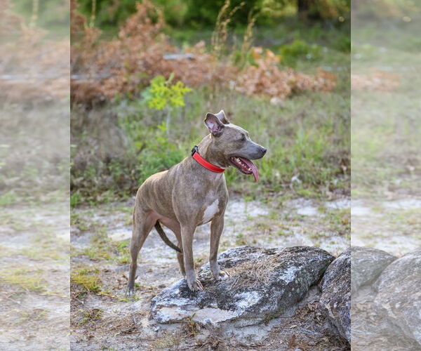 Medium Photo #9 Mutt Puppy For Sale in  Gainesville, FL, USA