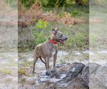 Small #8 Mutt