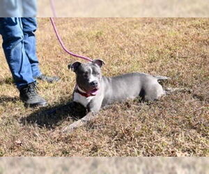 American Pit Bull Terrier Dogs for adoption in Glen Allen, VA, USA