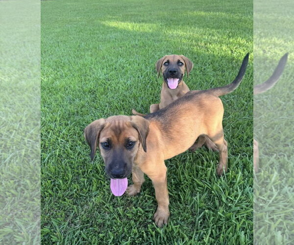 Medium Photo #2 Black Mouth Cur-Rhodesian Ridgeback Mix Puppy For Sale in Oakhurst, NJ, USA