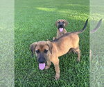 Small #1 Black Mouth Cur-Rhodesian Ridgeback Mix