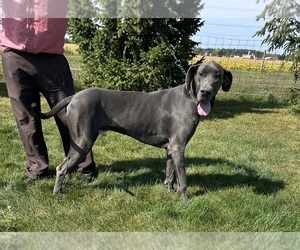 Father of the Great Dane puppies born on 03/11/2026