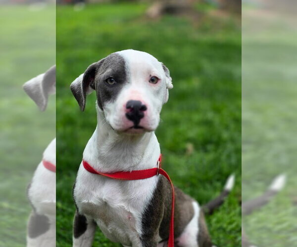 Medium Photo #2 Bulldog Puppy For Sale in Tarrytown, GA, USA