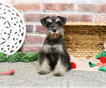 Small #1 Schnauzer (Miniature)
