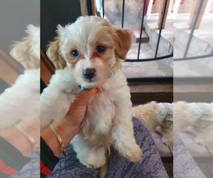 Maltipoo-Poodle (Miniature) Mix Puppy for sale in LEMON GROVE, CA, USA