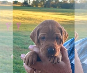 Labrador Retriever Puppy for sale in LAFAYETTE, TN, USA