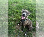 Small American Pit Bull Terrier-Labrador Retriever Mix