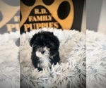 Small #5 Maltipoo (Toy)