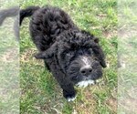 Small Photo #9 Portuguese Water Dog Puppy For Sale in LAKEVIEW, MI, USA