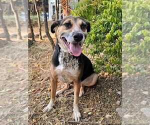 Beagle Dog for Adoption in SAN FRANCISCO, California USA