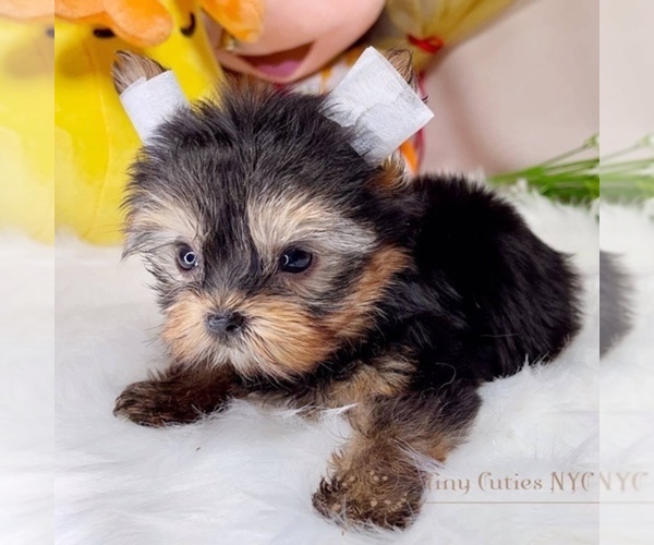 Medium Photo #2 Yorkshire Terrier Puppy For Sale in ASTORIA, NY, USA