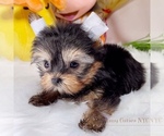 Small Photo #2 Yorkshire Terrier Puppy For Sale in ASTORIA, NY, USA