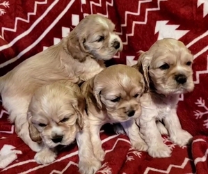 Cocker Spaniel Puppy for sale in EATON, CO, USA