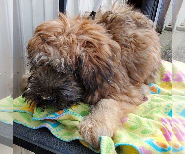 Medium Photo #2 Mutt Puppy For Sale in Mountain View, MO, USA