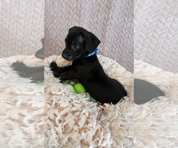Medium Photo #1 Chiweenie Puppy For Sale in Phoenix, AZ, USA