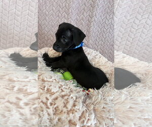 Chiweenie Dogs for adoption in Phoenix, AZ, USA