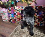 Small #1 German Shorthaired Pointer-Goldendoodle Mix