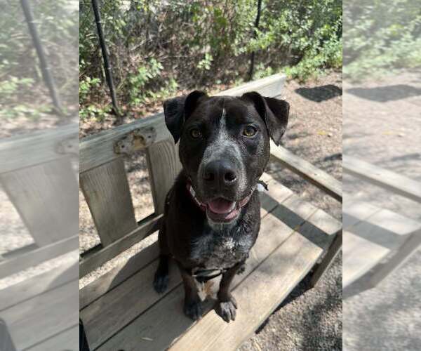 Medium Photo #22 Mutt Puppy For Sale in Elmsford, NY, USA