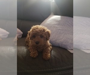 Miniature Bernedoodle Puppy for sale in COTTLEVILLE, MO, USA