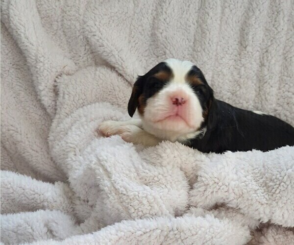 Medium Photo #2 Cavalier King Charles Spaniel Puppy For Sale in ALTON, NH, USA