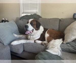 Father of the Saint Bernard puppies born on 05/21/2025
