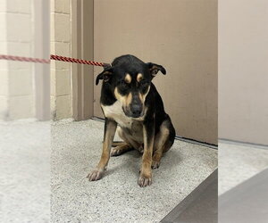 Rottweiler-Unknown Mix Dogs for adoption in Conroe, TX, USA
