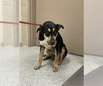 Small Rottweiler Mix