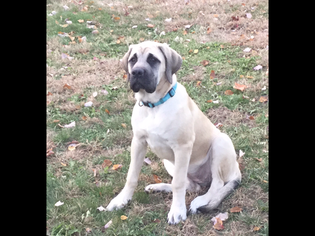 Mastiff Puppy for sale in BRISTOL, CT, USA