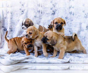 Puggle Puppy for sale in WAKARUSA, IN, USA