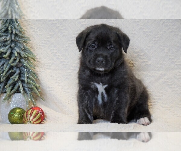 Medium Photo #1 Mastiff Puppy For Sale in FREDERICKSBG, OH, USA